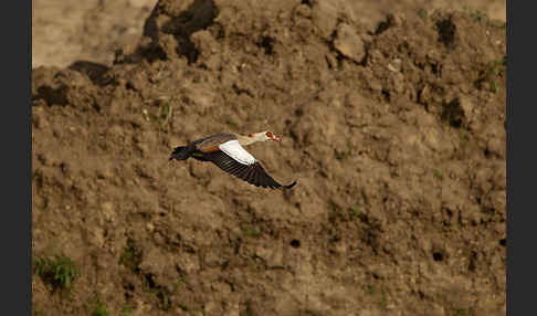 Nilgans (Alopochen aegyptiacus)