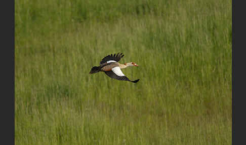 Nilgans (Alopochen aegyptiacus)