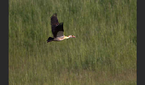 Nilgans (Alopochen aegyptiacus)