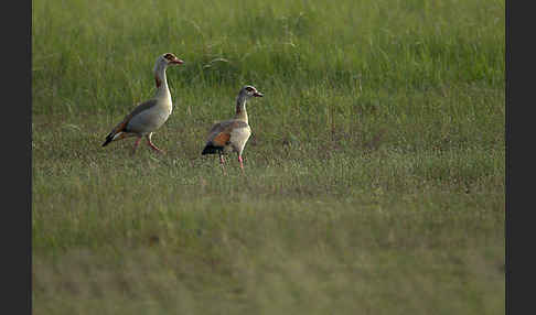 Nilgans (Alopochen aegyptiacus)