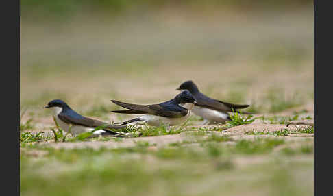 Mehlschwalbe (Delichon urbica)