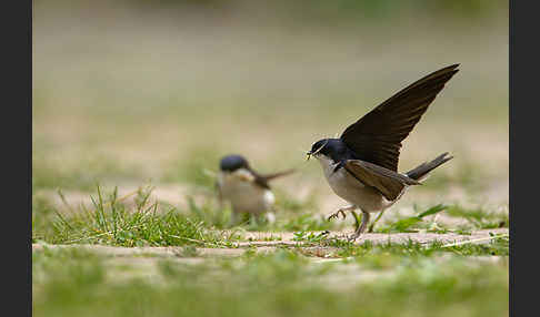 Mehlschwalbe (Delichon urbica)