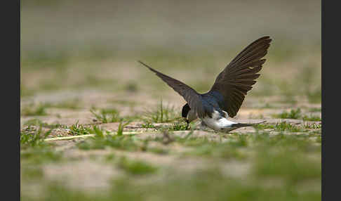 Mehlschwalbe (Delichon urbica)