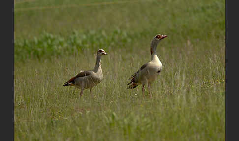 Nilgans (Alopochen aegyptiacus)