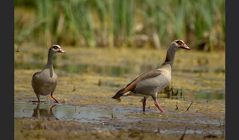 Nilgans (Alopochen aegyptiacus)