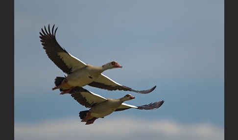 Nilgans (Alopochen aegyptiacus)