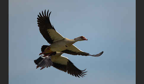 Nilgans (Alopochen aegyptiacus)