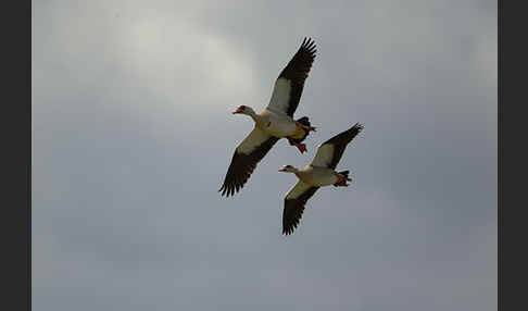 Nilgans (Alopochen aegyptiacus)