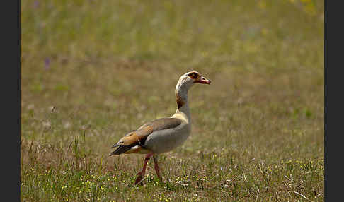 Nilgans (Alopochen aegyptiacus)