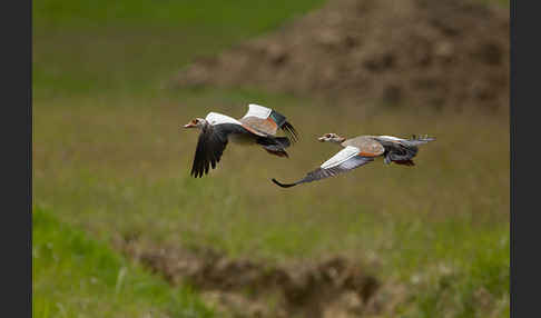 Nilgans (Alopochen aegyptiacus)