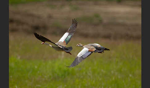 Nilgans (Alopochen aegyptiacus)