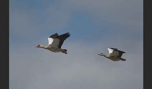 Nilgans (Alopochen aegyptiacus)