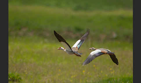 Nilgans (Alopochen aegyptiacus)