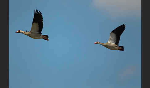 Nilgans (Alopochen aegyptiacus)