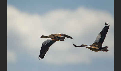 Nilgans (Alopochen aegyptiacus)