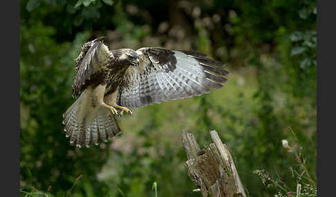 Mäusebussard (Buteo buteo)