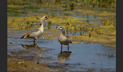 Nilgans (Alopochen aegyptiacus)