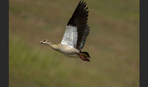 Nilgans (Alopochen aegyptiacus)