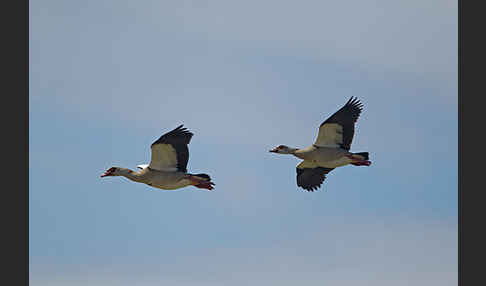 Nilgans (Alopochen aegyptiacus)