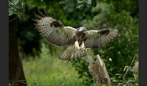 Mäusebussard (Buteo buteo)