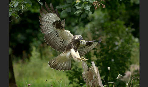 Mäusebussard (Buteo buteo)