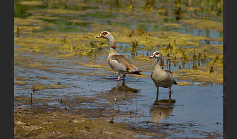 Nilgans (Alopochen aegyptiacus)