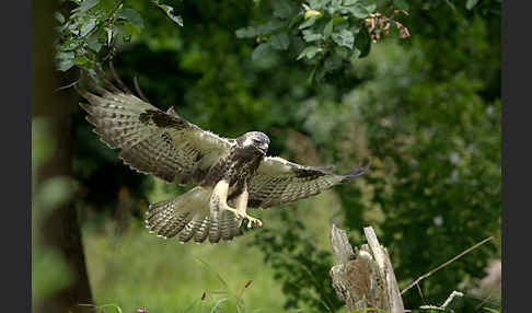 Mäusebussard (Buteo buteo)