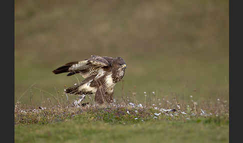 Mäusebussard (Buteo buteo)