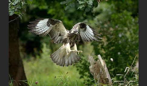 Mäusebussard (Buteo buteo)