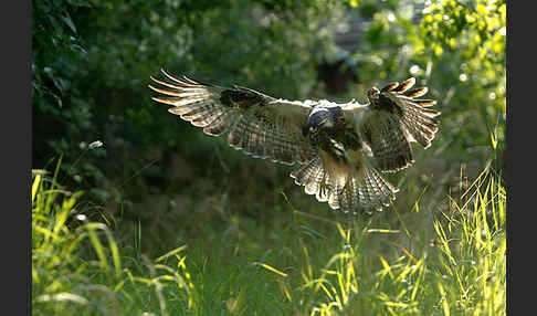 Mäusebussard (Buteo buteo)