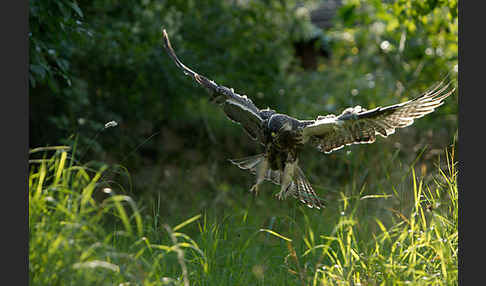 Mäusebussard (Buteo buteo)