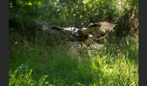 Mäusebussard (Buteo buteo)