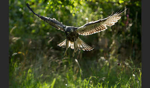 Mäusebussard (Buteo buteo)