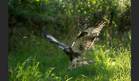 Mäusebussard (Buteo buteo)