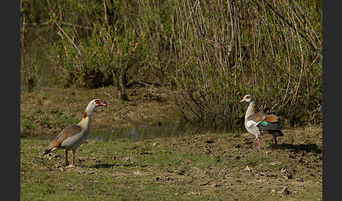 Nilgans (Alopochen aegyptiacus)