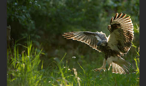 Mäusebussard (Buteo buteo)