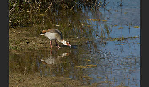 Nilgans (Alopochen aegyptiacus)