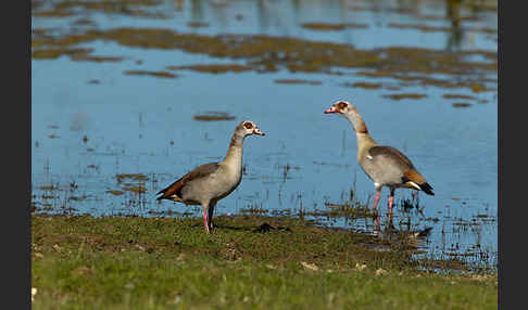 Nilgans (Alopochen aegyptiacus)