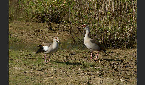 Nilgans (Alopochen aegyptiacus)