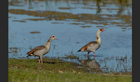 Nilgans (Alopochen aegyptiacus)