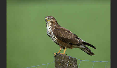 Mäusebussard (Buteo buteo)