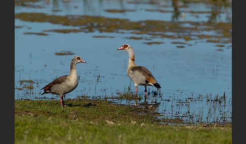 Nilgans (Alopochen aegyptiacus)