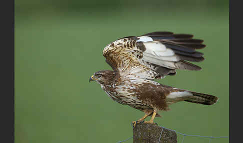 Mäusebussard (Buteo buteo)