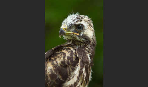 Mäusebussard (Buteo buteo)