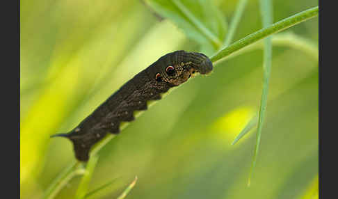 Mittlerer Weinschwärmer (Deilephila elpenor)