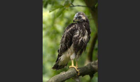 Mäusebussard (Buteo buteo)