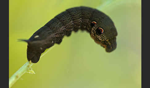 Mittlerer Weinschwärmer (Deilephila elpenor)