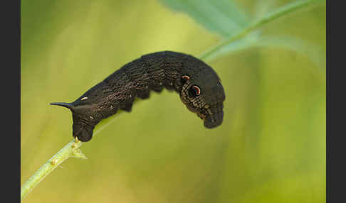 Mittlerer Weinschwärmer (Deilephila elpenor)