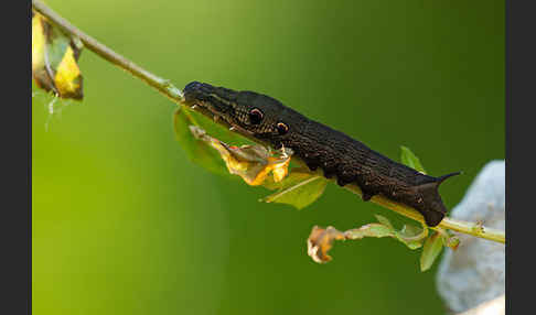 Mittlerer Weinschwärmer (Deilephila elpenor)