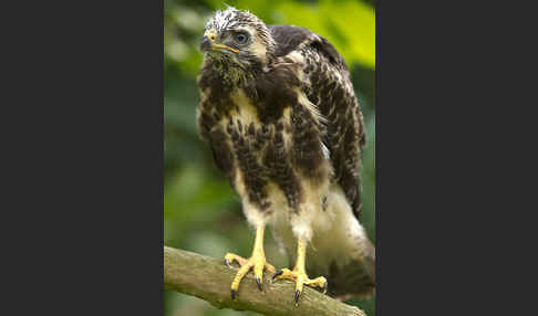 Mäusebussard (Buteo buteo)